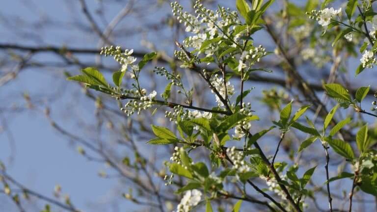 Adams Jennings Funeral Home Tampa Fl